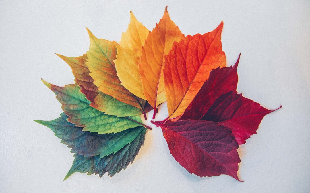 Ritucharya – Seasonal Routines of health in Ayurveda by Dr Shaun Matthews